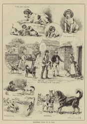 Cottesmore-Welpen zum Spazierengehen